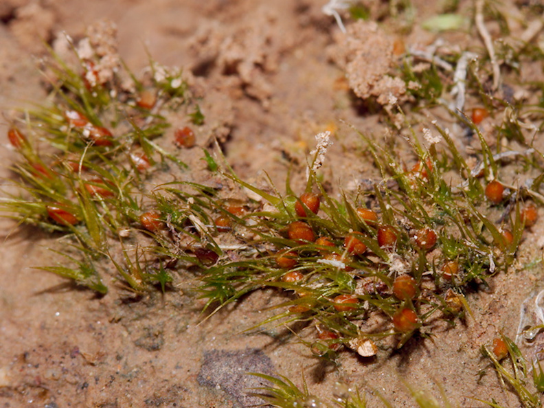 Pleuridium-acuminatum-moss-Austin-Creek-SP-2016-03-19-IMG_2987.jpg