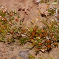 Pleuridium-acuminatum-moss-Austin-Creek-SP-2016-03-19-IMG 2987