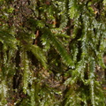 Porella-cordeana-liverwort-Fall-Creek-Henry-Cowell-SP-SoBeFree19-2014-03-31-IMG 0090
