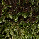 Porotrichum-bigelovii-moss-Austin-Creek-SP-2016-03-19-IMG 3002