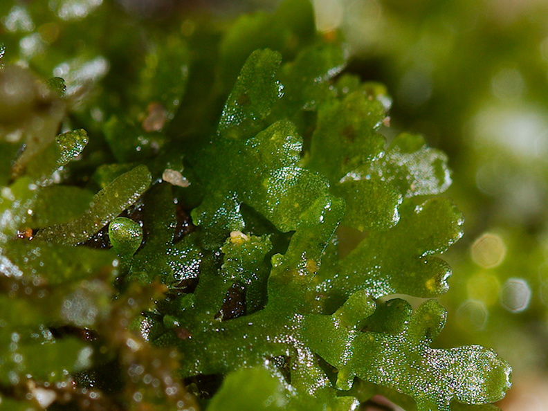 Riccardia-latifrons-liverwort-Brachythecium-velutinum-moss-Fall-Creek-Henry-Cowell-SP-SoBeFree19-2014-03-31-IMG_0055.jpg
