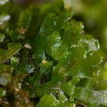 Riccardia-latifrons-liverwort-Brachythecium-velutinum-moss-Fall-Creek-Henry-Cowell-SP-SoBeFree19-2014-03-31-IMG 0055