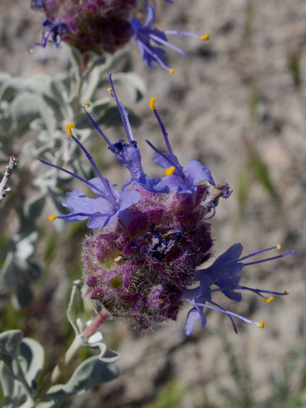 Salvia-dorrii-Dorrs-sage-rte18-Mojave-Desert-2015-03-29-IMG 4664