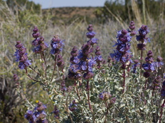 Salvia-dorrii-blue-desert-sage-N4-near-rte138-2015-03-30-IMG 4833