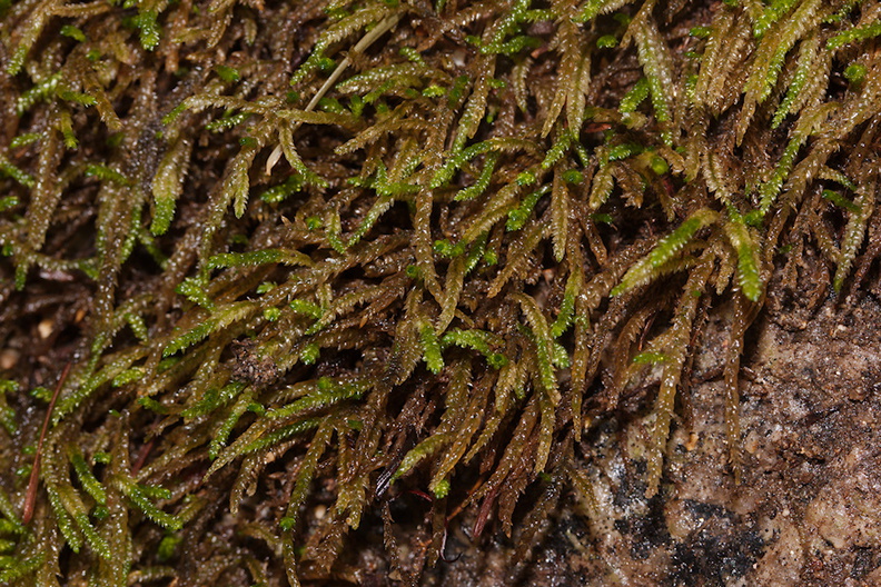 Scleropodium-obtusifolium-rheophytic-moss-Fall-Creek-Henry-Cowell-SP-SoBeFree19-2014-03-31-IMG_0078.jpg