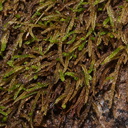 Scleropodium-obtusifolium-rheophytic-moss-Fall-Creek-Henry-Cowell-SP-SoBeFree19-2014-03-31-IMG 0078