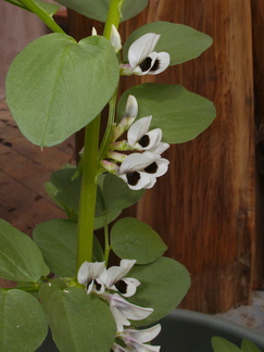Vicia-faba-fava-bean-plant-in-pot-YMCA-Campbell-Camp-SoBeFree19-2014-03-29-IMG 3470