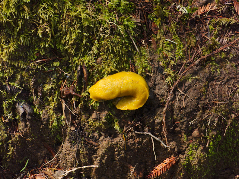 banana-slug-Big-Basin-Redwoods-SP-SoBeFree19-2014-03-29-IMG_3465.jpg