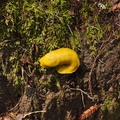 banana-slug-Big-Basin-Redwoods-SP-SoBeFree19-2014-03-29-IMG 3465