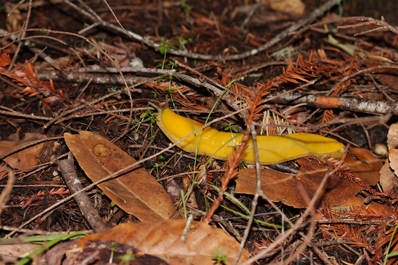 banana-slug-Sequoia-Trail-Big-Basin-Redwoods-SP-SoBeFree19-2014-03-29-IMG_0022.jpg