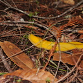 banana-slug-Sequoia-Trail-Big-Basin-Redwoods-SP-SoBeFree19-2014-03-29-IMG 0022