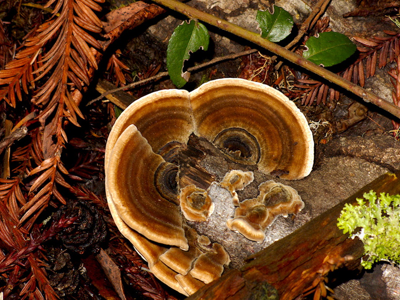 bracket-fungus-Big-Basin-Redwoods-SP-SoBeFree19-2014-03-29-IMG_3469.jpg