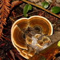 bracket-fungus-Big-Basin-Redwoods-SP-SoBeFree19-2014-03-29-IMG 3469