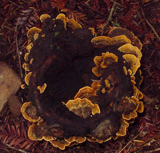 bracket-fungus-Henry-Cowell-SP-SoBeFree19-2014-03-31-IMG_3520.jpg