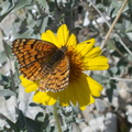 butterfly-orange-Lepidoptera-rte18-Mojave-Desert-2015-03-29-IMG 4644