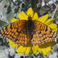 butterfly-orange-Lepidoptera-rte18-Mojave-Desert-2015-03-29-IMG 4645