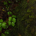 close-study-of-bryophytes-can-be-hazardous-poison-oak-Henry-Cowell-SP-SoBeFree19-2014-03-31-IMG 3479