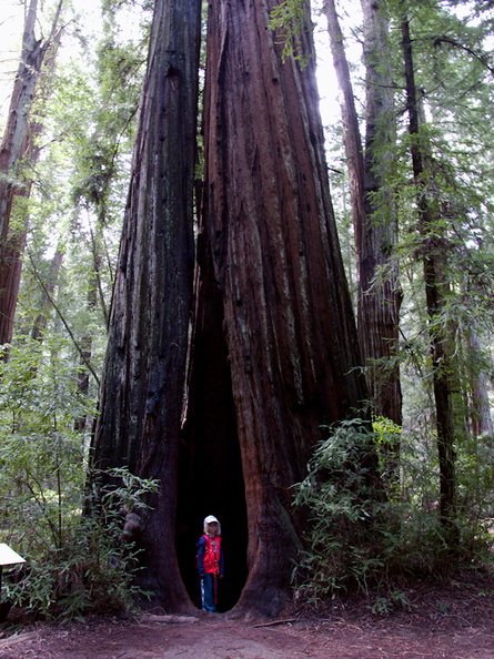 giant-redwood-with-child-from-Manitoba-for-scale-Austin-Creek-SP-2016-03-19-IMG_6654.jpg
