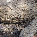 granite-weathering-Pinyon-Joshua-woodland-rte18-Cactus-Springs-San-Bernardino-NF-2015-03-29-IMG 4721