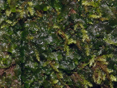 moss-and-thalloid-liverwort-campsite-Big-Basin-Redwoods-SP-SoBeFree19-2014-03-29-IMG 0003