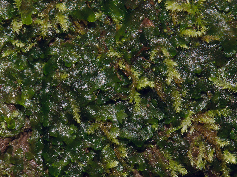 moss-and-thalloid-liverwort-campsite-Big-Basin-Redwoods-SP-SoBeFree19-2014-03-29-IMG 0003