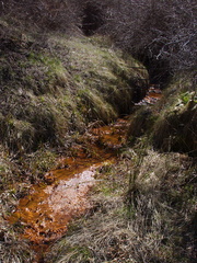 orange-colored-deposits-in-minor-creek-rte38-San-Bernardino-Natl-Forest-2015-03-28-IMG 4552