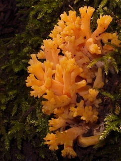orange-coral-mushroom-campsite-Big-Basin-Redwoods-SP-SoBeFree19-2014-03-29-IMG 3448