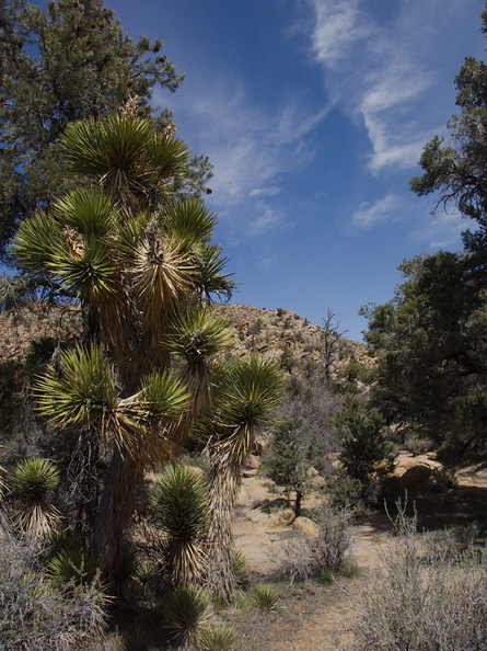 view-Pinyon-Joshua-woodland-rte18-Cactus-Springs-San-Bernardino-NF-2015-03-29-IMG_4719.jpg