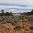 view-across-pebble-plain-rte18-Baldwin-Lake-Reserve-San-Bernardino-NF-2015-03-29-IMG 4768