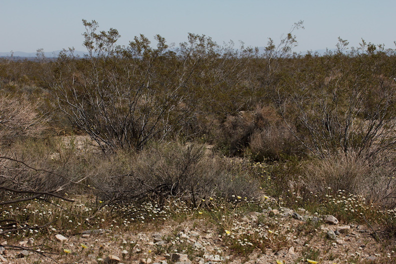 view-of-desert-area-creosote-bushes-N4-near-rte138-2015-03-30-IMG 0570