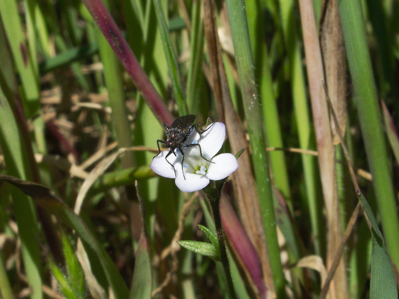 Gilia-sp-stellata-fly-pollinator-vernal-pools-Santa-Rosa-Preserve-2011-03-16-IMG_7236.jpg
