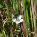 Gilia-sp-stellata-fly-pollinator-vernal-pools-Santa-Rosa-Preserve-2011-03-16-IMG 7236