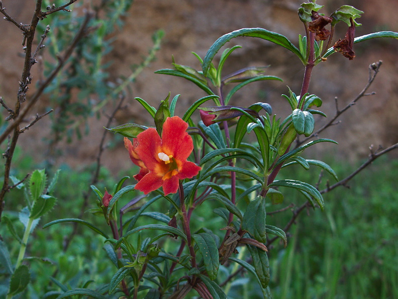 Mimulus-aurantiacus-red-form-monkeyflower-Hwy-78-Anza-Borrego-2011-03-16-IMG_7262.jpg