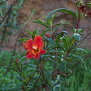 Mimulus-aurantiacus-red-form-monkeyflower-Hwy-78-Anza-Borrego-2011-03-16-IMG 7262