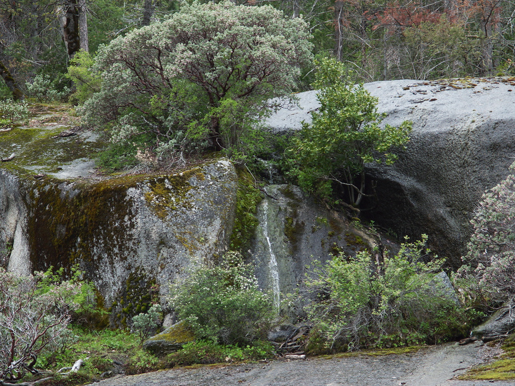 Arctostaphylos-sp-viscida-manzanita-near-Tunnel-View-Yosemite-2010-05-26-IMG 5807