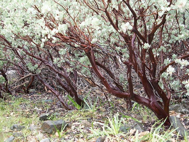 Arctostaphylos-viscida-mariposa-manzanita-near-Tunnel-View-Yosemite-2010-05-26-IMG_5863.jpg