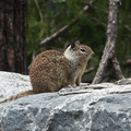 California-ground-squirrel-Spermophilus-beecheyi-at-Tunnel-View-Yosemite-2010-05-26-IMG 5897
