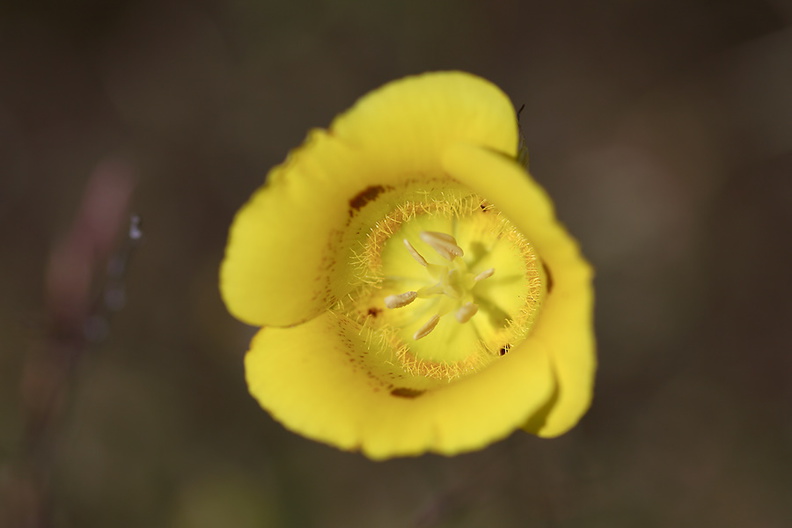 Calochortus-luteus-yellow-mariposa-lily-meadows-Hwy-120-W-of-Yosemite-2010-05-23-IMG_0787.jpg