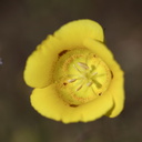 Calochortus-luteus-yellow-mariposa-lily-meadows-Hwy-120-W-of-Yosemite-2010-05-23-IMG 0787