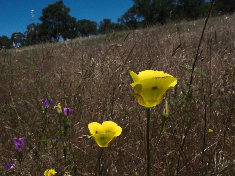 Calochortus-luteus-yellow-mariposa-lily-meadows-Hwy-120-W-of-Yosemite-2010-05-23-IMG_5518.jpg