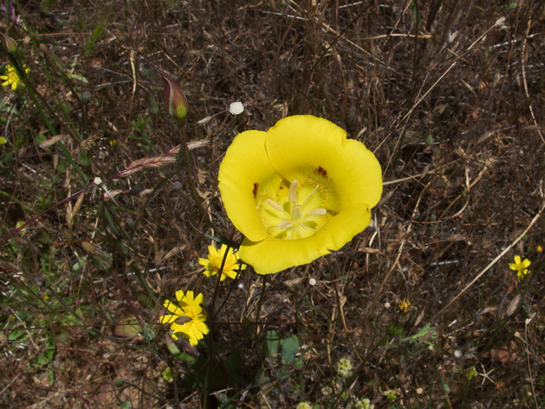 Calochortus-luteus-yellow-mariposa-lily-meadows-Hwy-120-W-of-Yosemite-2010-05-23-IMG_5522.jpg
