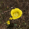 Calochortus-luteus-yellow-mariposa-lily-meadows-Hwy-120-W-of-Yosemite-2010-05-23-IMG 5522