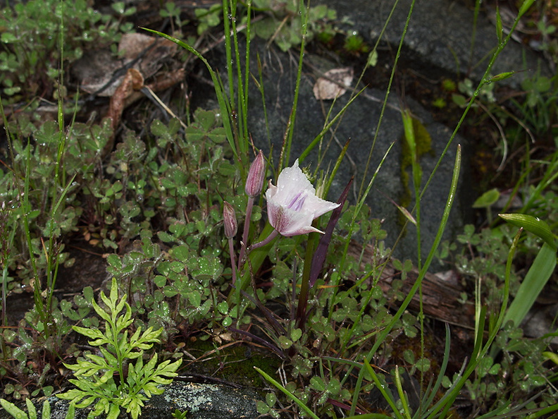 Calochortus-minimus-sierra-mariposa-lily-at-seep-near-Tunnel-View-Yosemite-2010-05-26-IMG_5874.jpg
