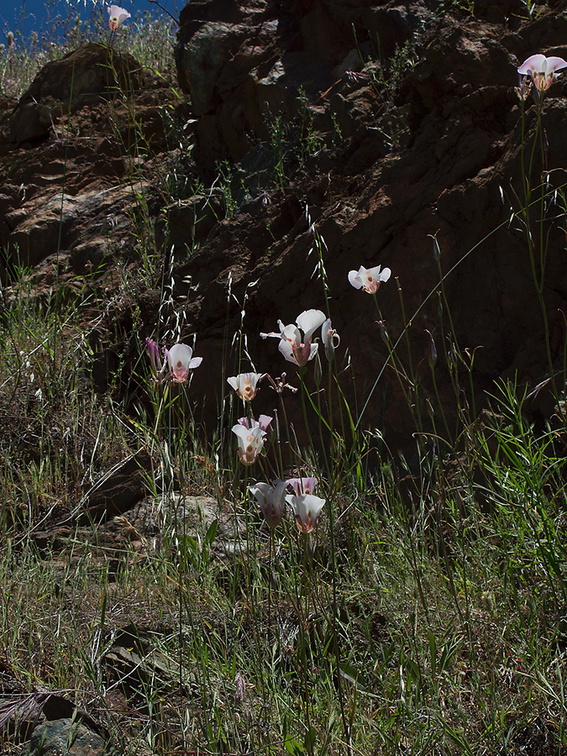 Calochortus-superbus-mariposa-meadows-Hwy-120-W-of-Yosemite-2010-05-23-IMG 5532