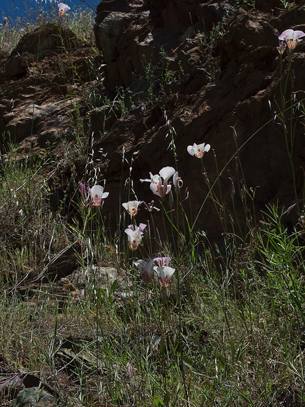 Calochortus-superbus-mariposa-meadows-Hwy-120-W-of-Yosemite-2010-05-23-IMG_5532.jpg