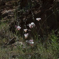 Calochortus-superbus-mariposa-meadows-Hwy-120-W-of-Yosemite-2010-05-23-IMG 5532