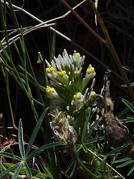 Castilleja-lineariloba-thin-lobed-owls-clover-meadows-Hwy-120-W-of-Yosemite-2010-05-23-IMG_5534.jpg