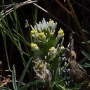Castilleja-lineariloba-thin-lobed-owls-clover-meadows-Hwy-120-W-of-Yosemite-2010-05-23-IMG 5534