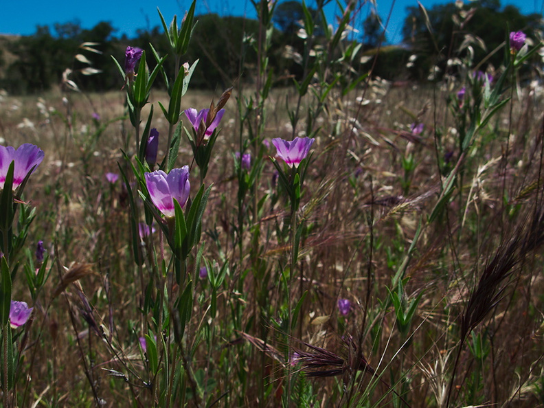 Clarkia-williamsonii-Fort-Miller-fairyfan-meadows-Hwy-120-W-of-Yosemite-2010-05-23-IMG_5511.jpg