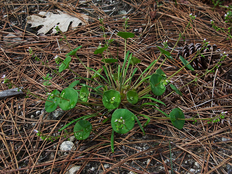 Claytonia-parviflora-miners-lettuce-Mirror-Lake-area-Yosemite-2010-05-26-IMG_5784.jpg
